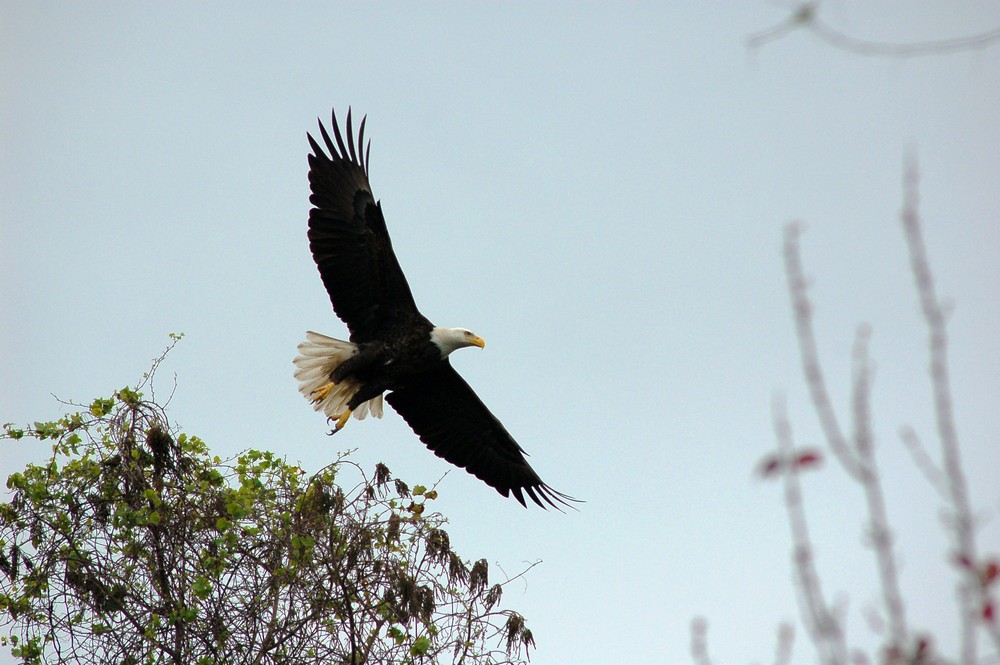 Bald Eagle