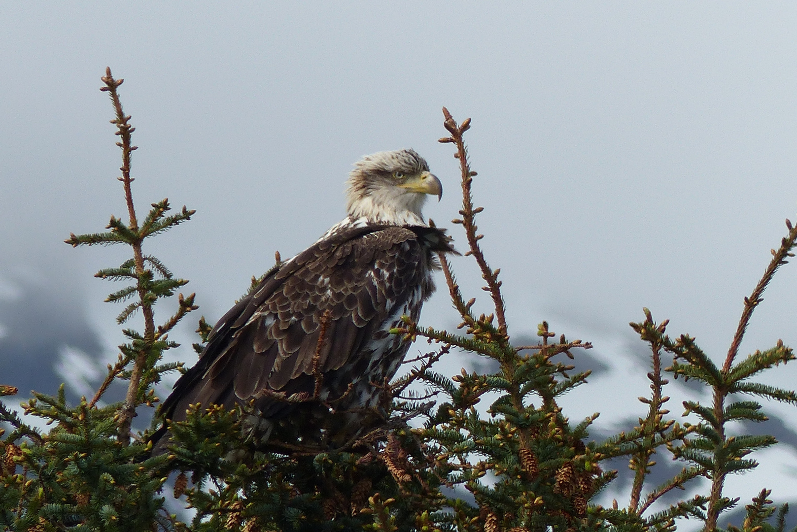 Bald Eagle