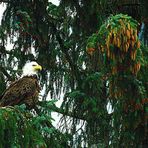 bald eagle