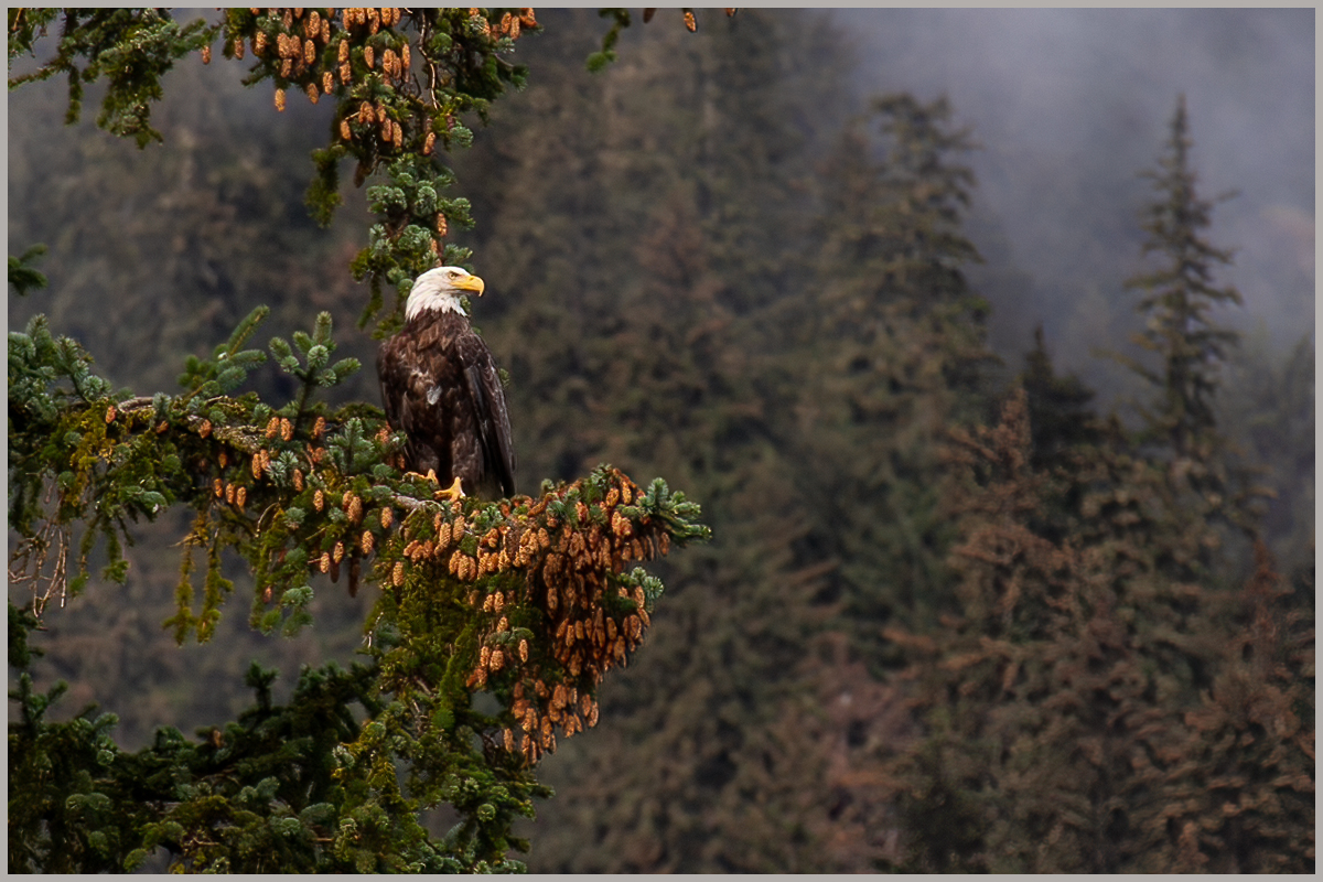 bald eagle