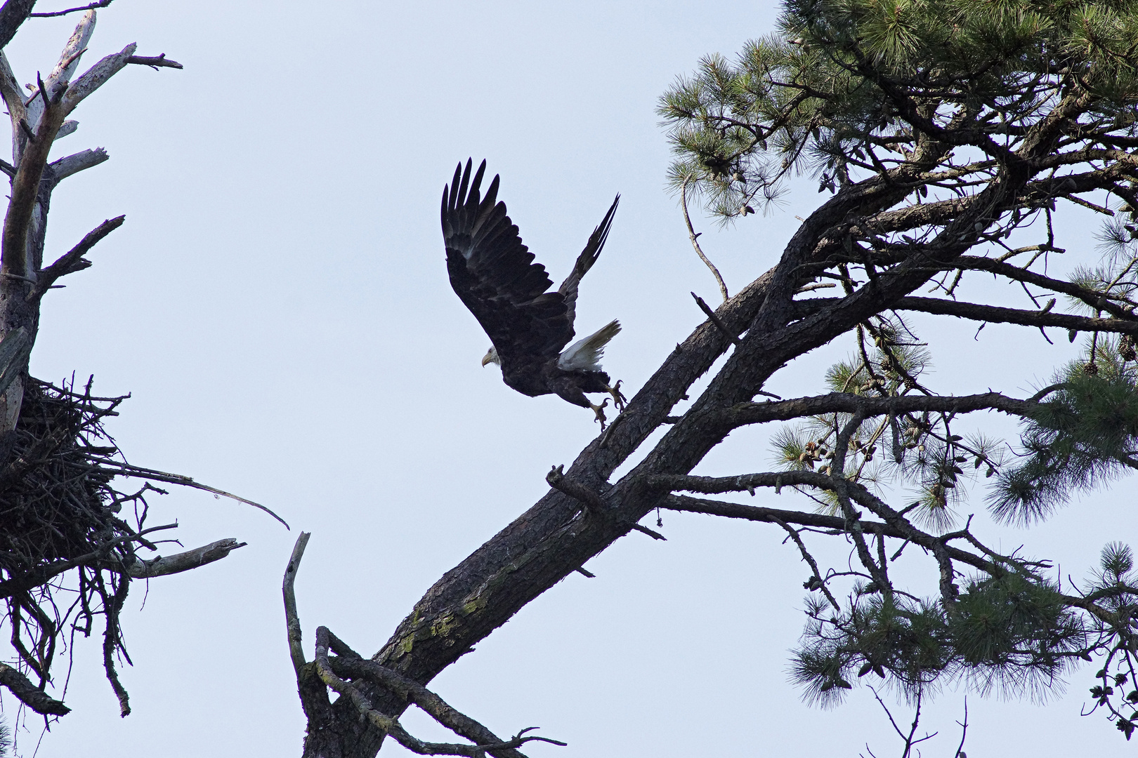 Bald Eagle