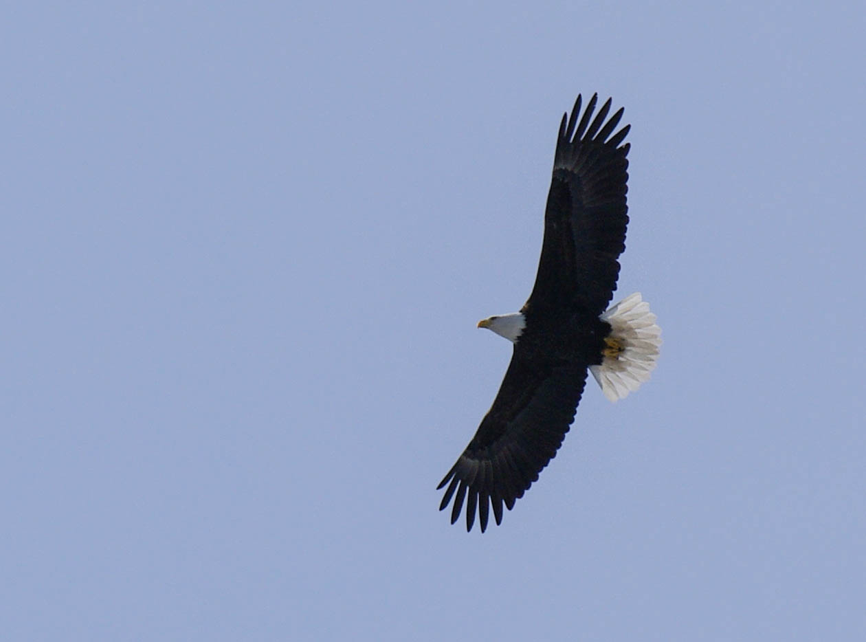 Bald Eagle