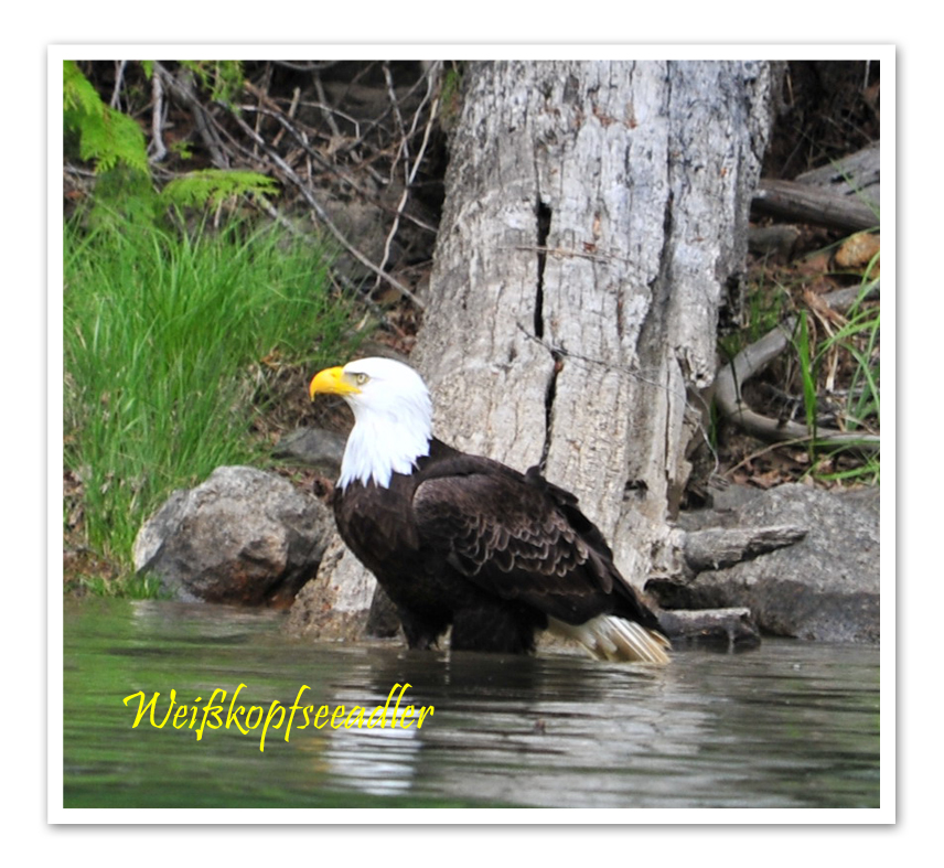 Bald Eagle