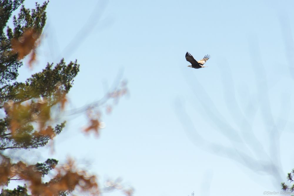 Bald Eagle