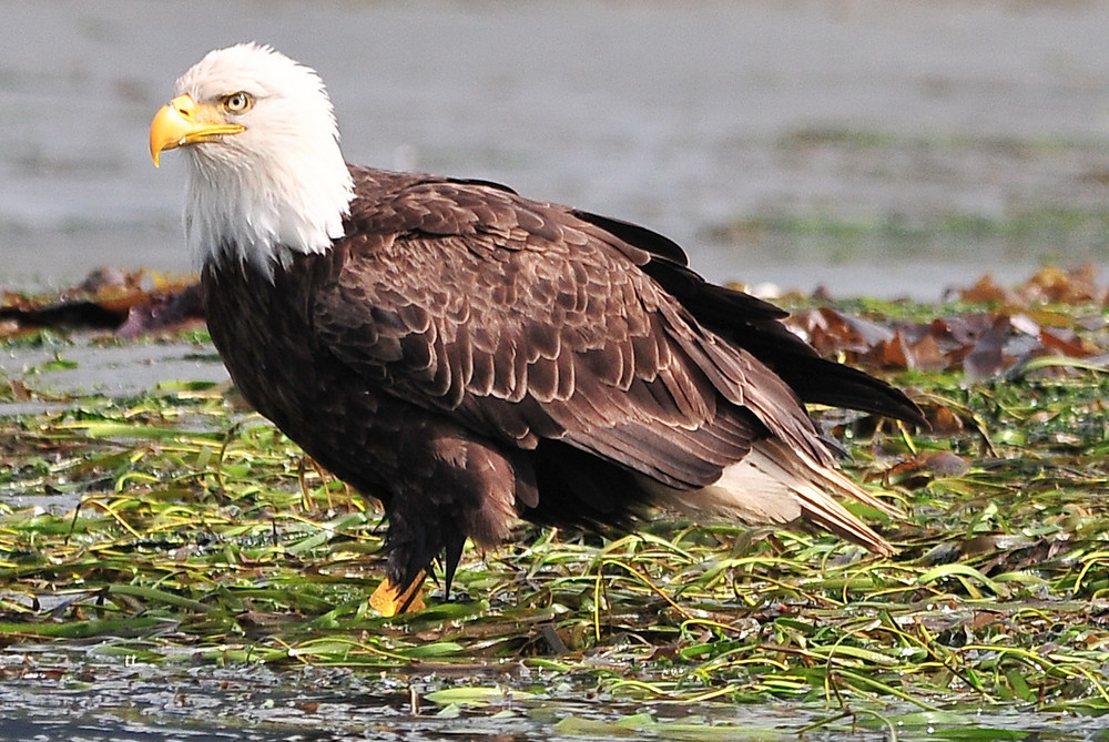 BALD EAGLE