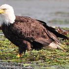 BALD EAGLE