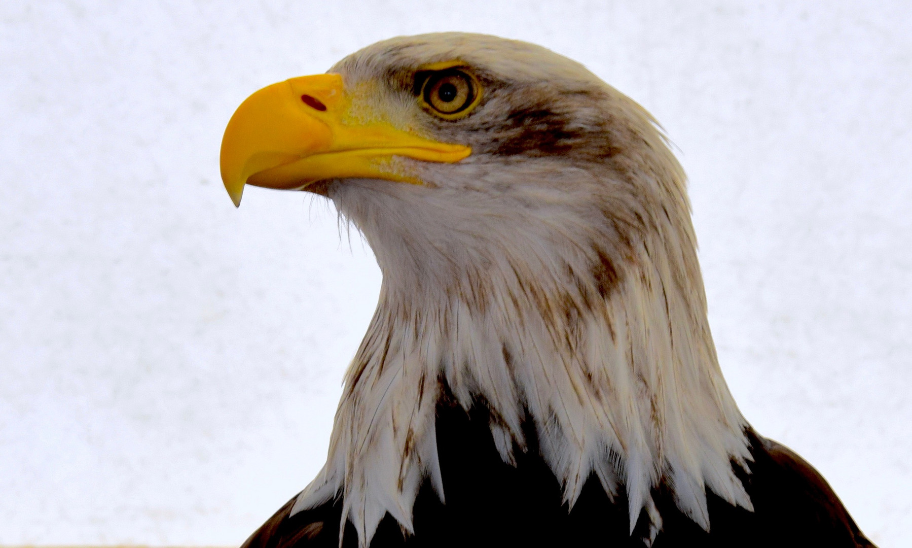 Bald eagle