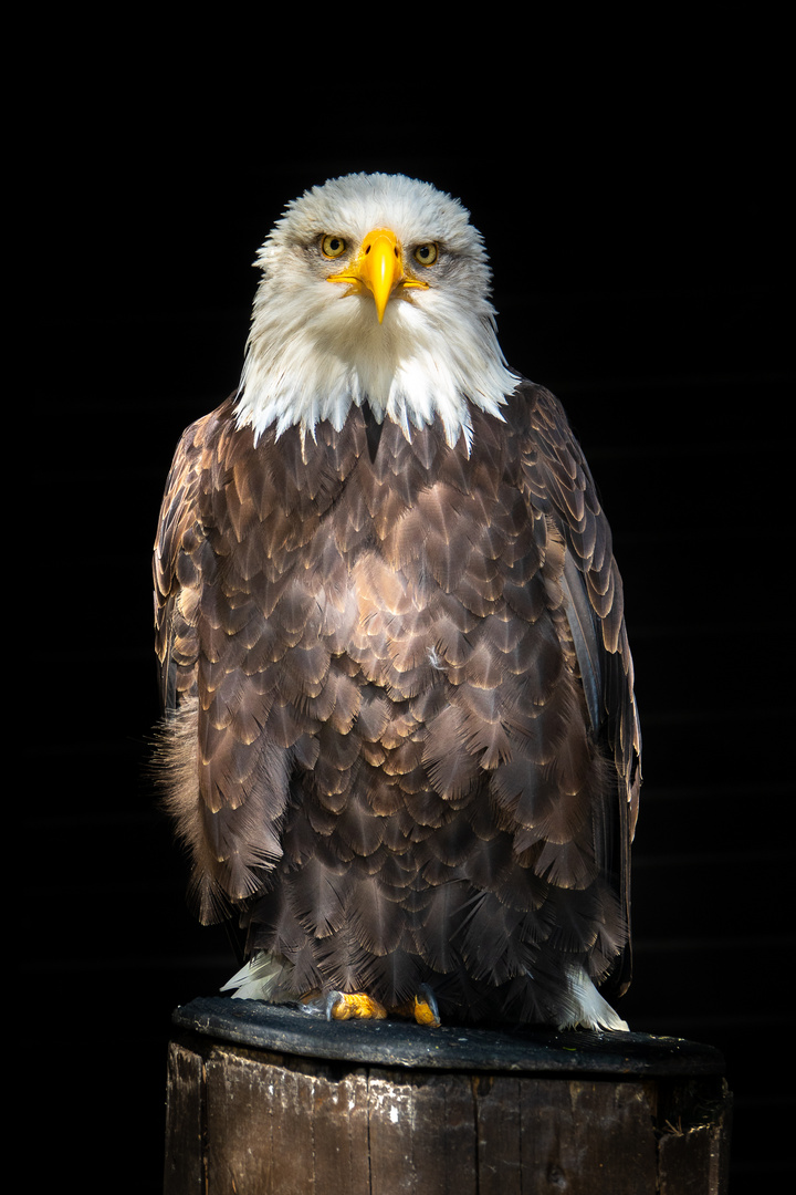 Bald Eagle