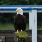 Bald Eagle-Ak