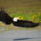 Bald Eagle, Alaska