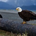 Bald Eagle, Alaska