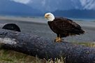 Bald Eagle, Alaska von Martina Benedetti