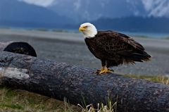 Bald Eagle, Alaska