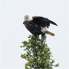 "Bald Eagle" - Alaska, Juli 2009