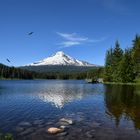 Bald Eagle at Trillium Lake