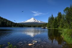 Bald Eagle at Trillium Lake