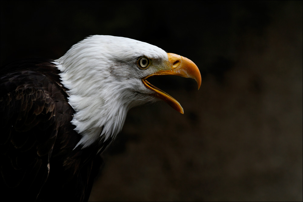 ° bald eagle °