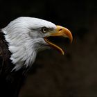 ° bald eagle °