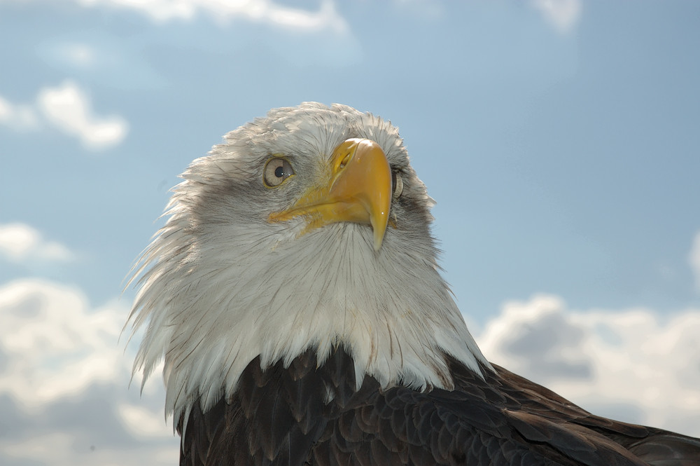 BALD EAGLE