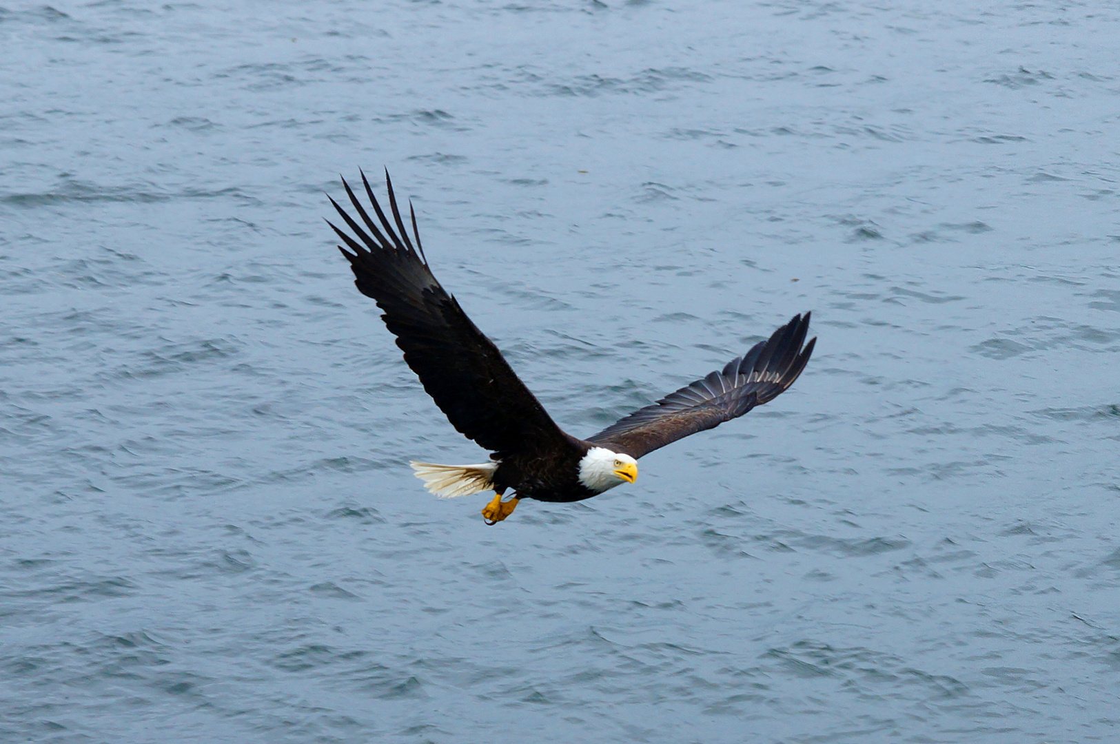 Bald Eagle