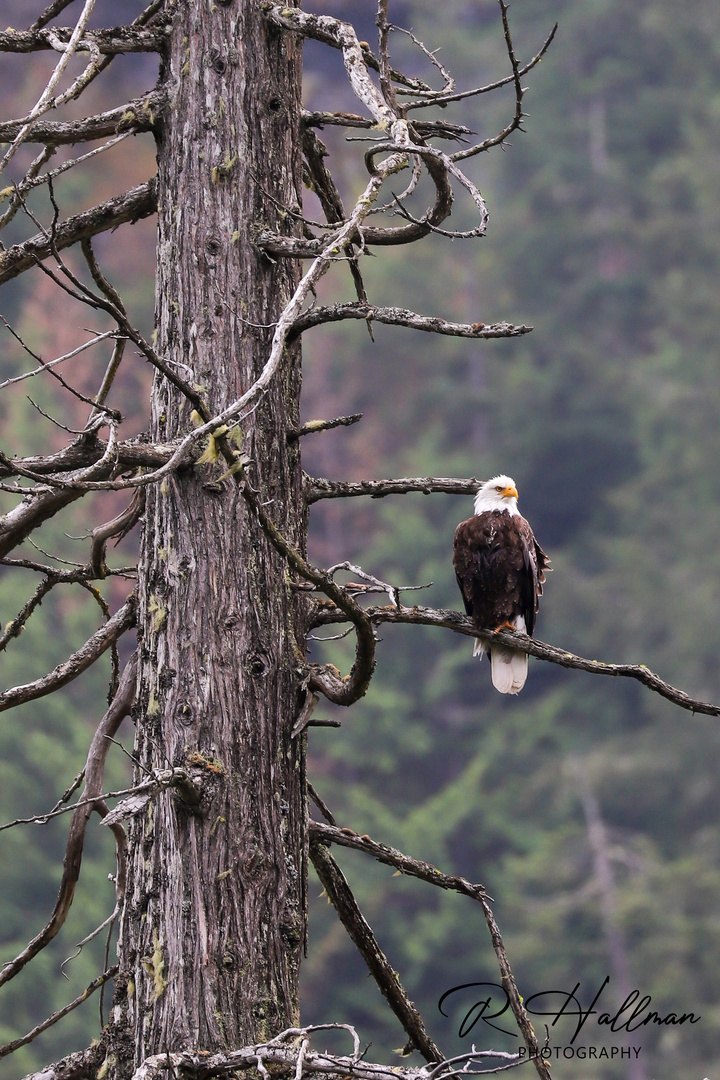 Bald eagle