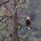 Bald eagle