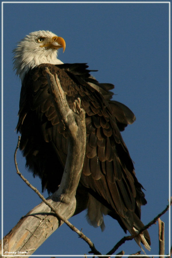 bald eagle