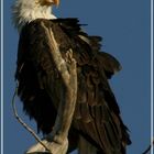 bald eagle