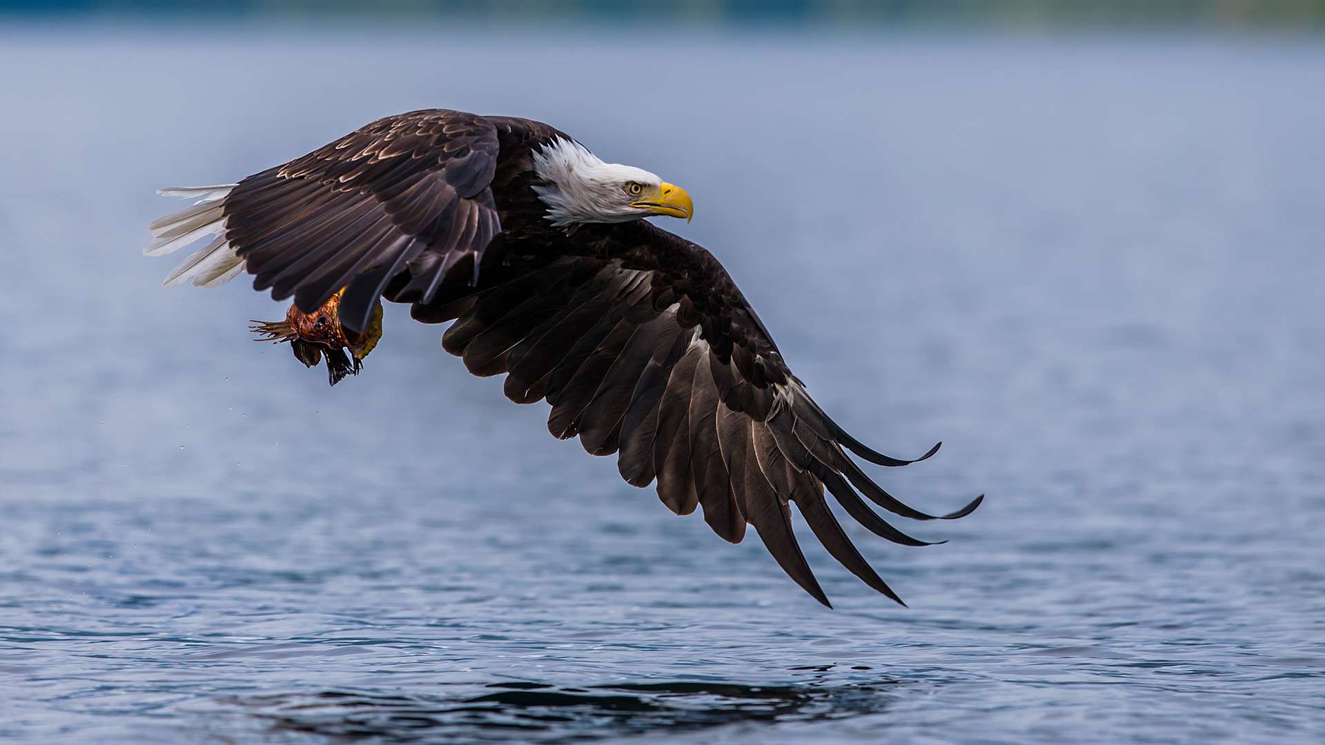 Bald Eagle,