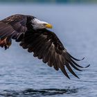 Bald Eagle,