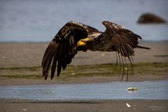 Bald eagle