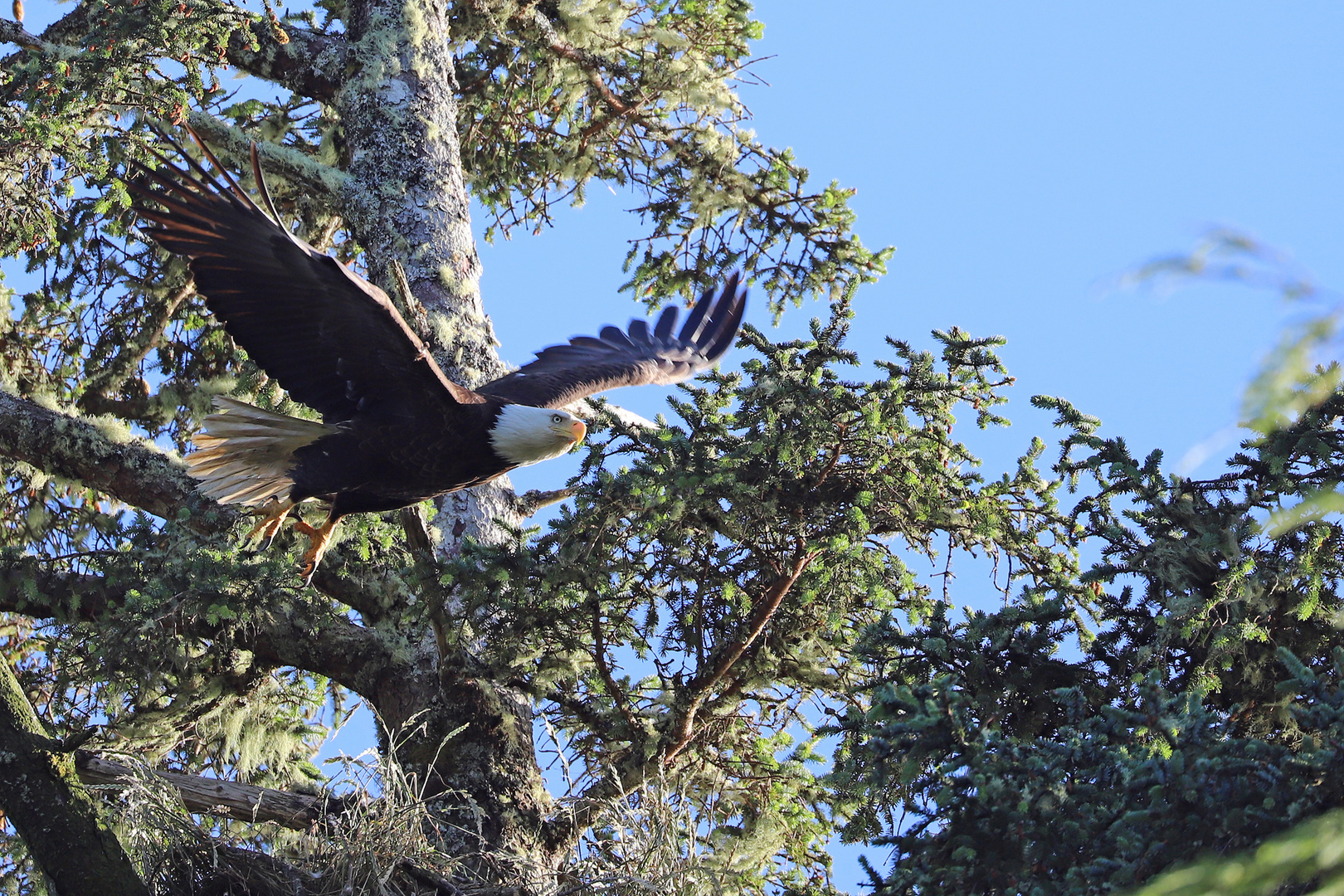 Bald Eagle