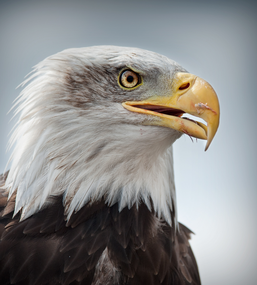 Bald Eagle