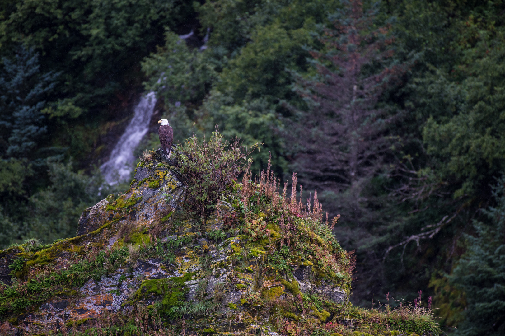 Bald Eagle   DSC_0411