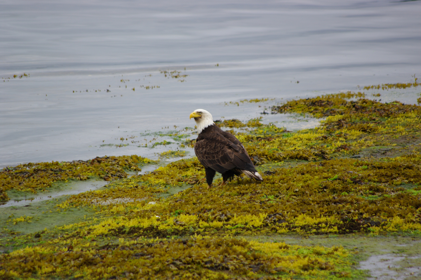 Bald Eagle