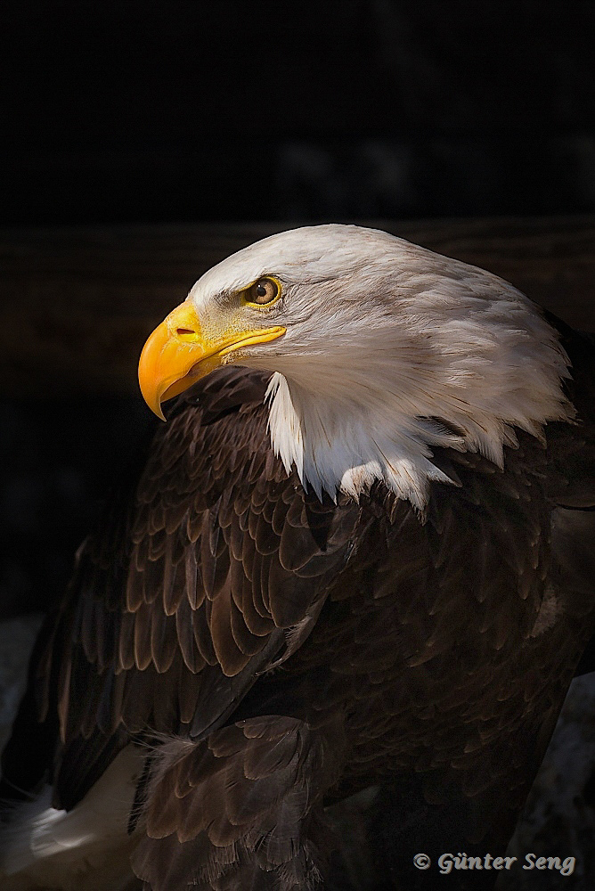 Bald Eagle