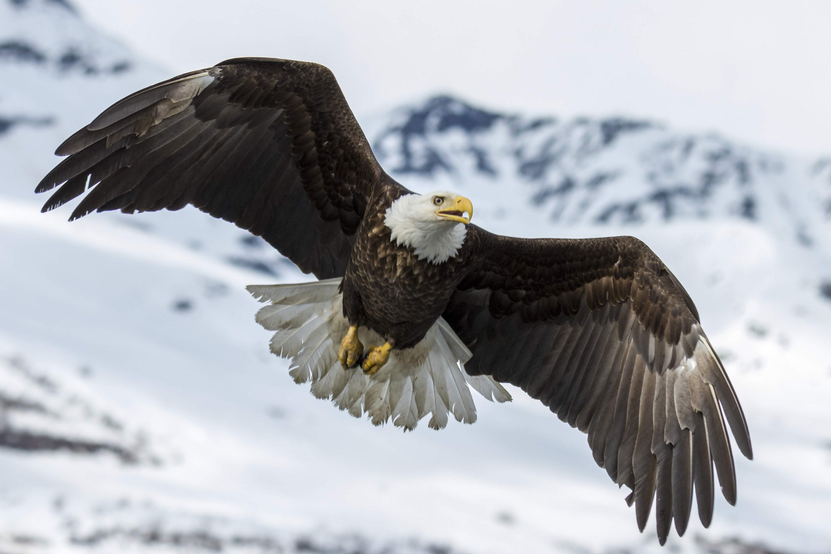 Bald Eagle