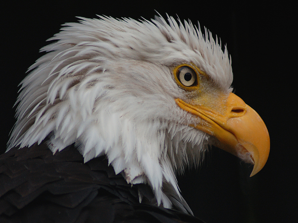 bald eagle