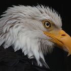 bald eagle