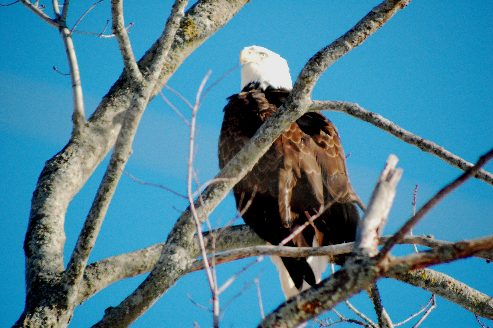 Bald Eagle