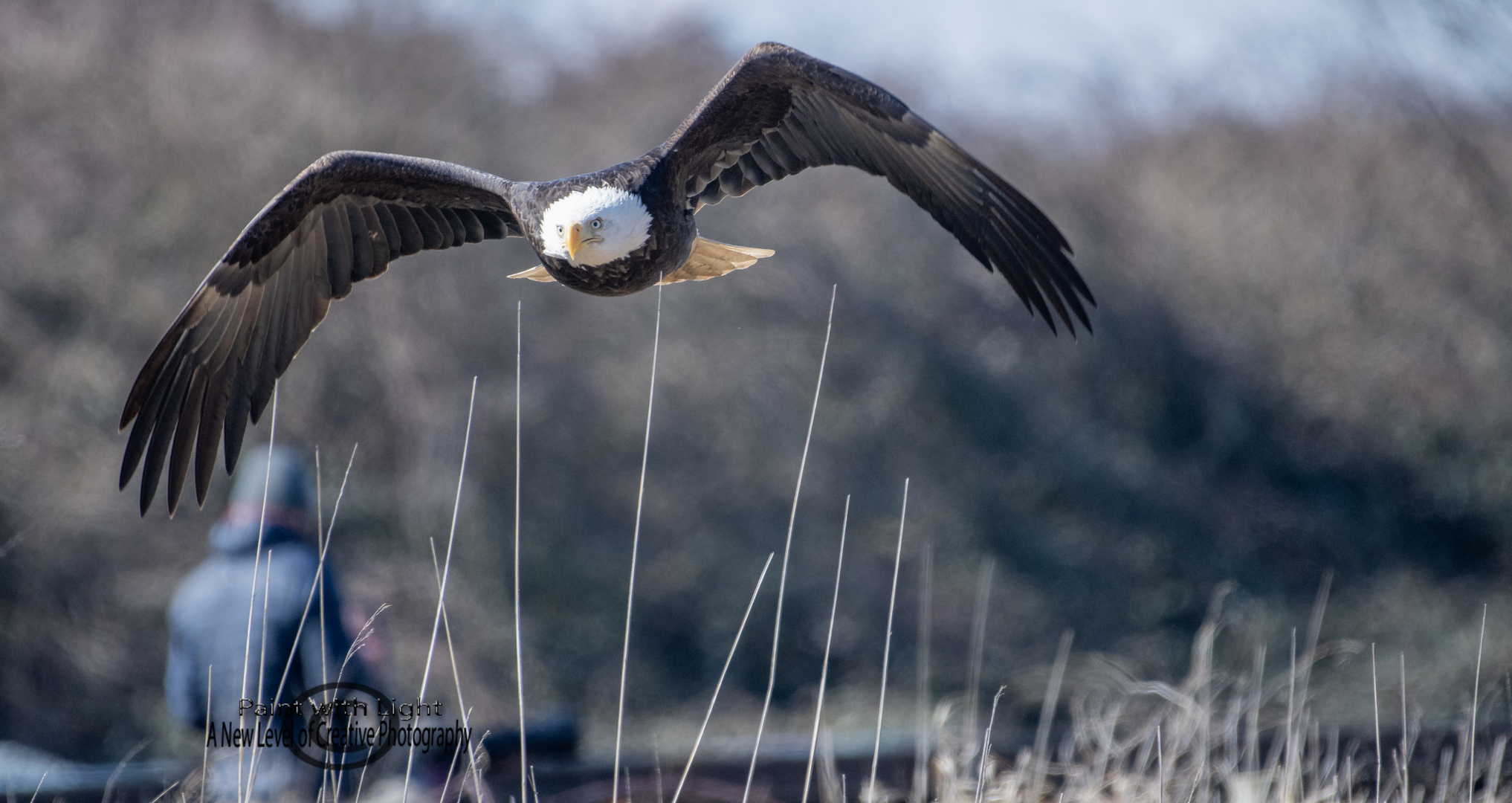 Bald Eagle flying my way