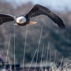 Bald Eagle flying my way