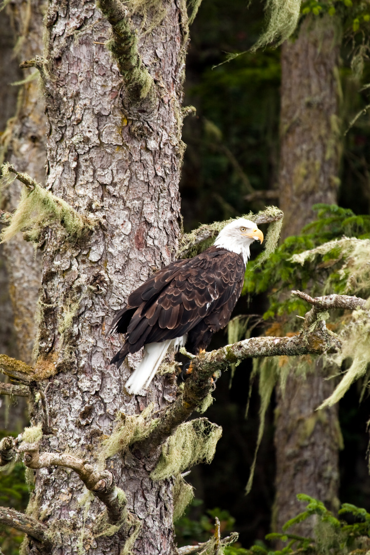 Bald eagle (Haliaeetus leucocephalus)