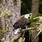 Bald eagle (Haliaeetus leucocephalus)