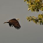 Bald Eagle (Haliaeetus leucocephalus)