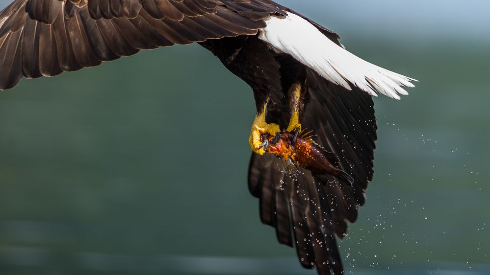 Bald Eagle hat was