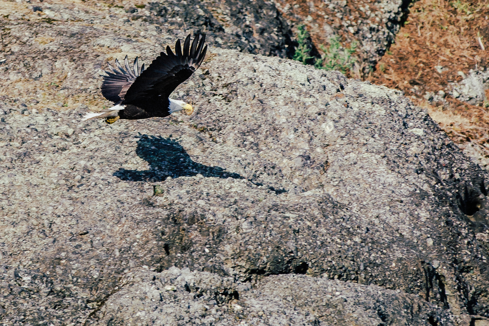 Bald eagle - hunting shadows