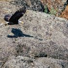 Bald eagle - hunting shadows