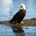 Bald Eagle I