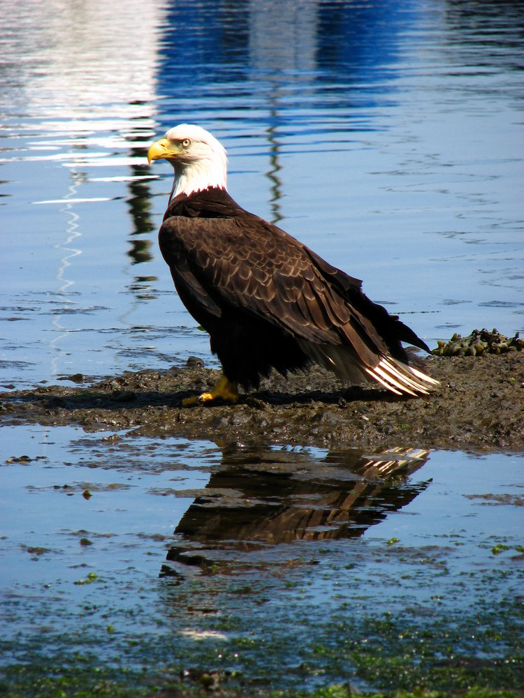 Bald Eagle II